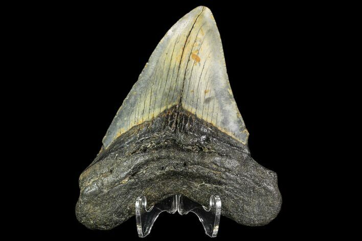 Fossil Megalodon Tooth - North Carolina #109878